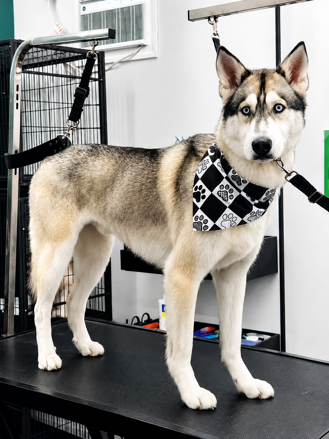 Husky after a bath and de-shed at LaMagna's Dog Grooming in Floral Park, NY