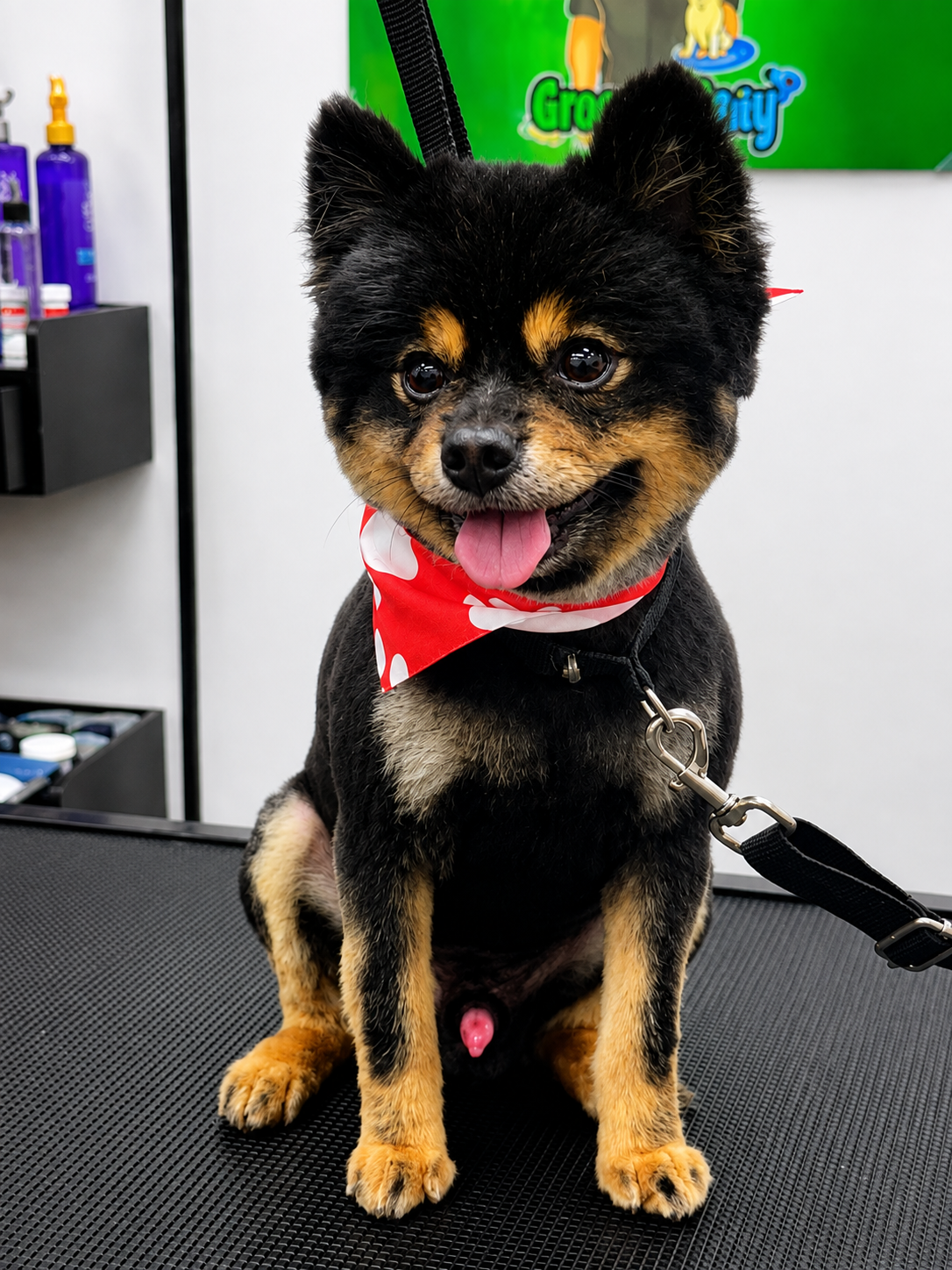 Pomeranian after grooming at LaMagna's Dog Grooming in Floral Park, NY