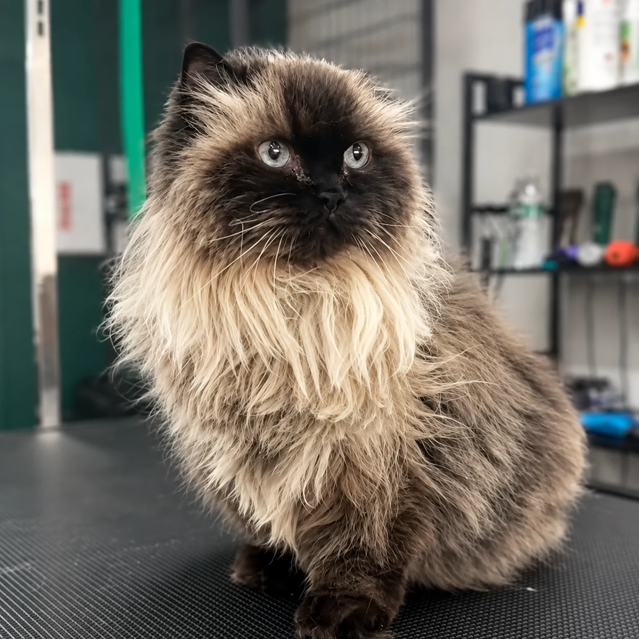 Cats groomed at LaMagna's Dog Grooming